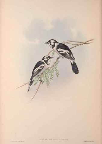 Reproducción/Reproduction 36823560966: The birds of Australia, supplement /. London :Printed by Taylor and Francis ... published by the author ...,[1851]-1869.