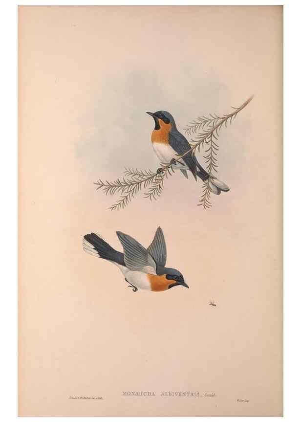Reproducción/Reproduction 36823576116: The birds of Australia, supplement /. London :Printed by Taylor and Francis ... published by the author ...,[1851]-1869.