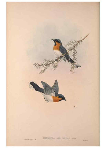 Reproducción/Reproduction 36823576116: The birds of Australia, supplement /. London :Printed by Taylor and Francis ... published by the author ...,[1851]-1869.