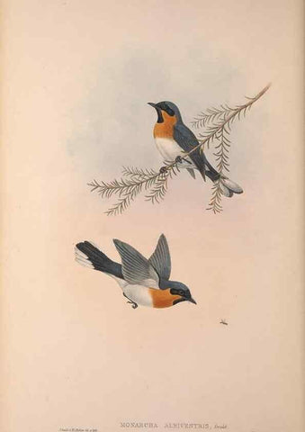 Reproducción/Reproduction 36823576116: The birds of Australia, supplement /. London :Printed by Taylor and Francis ... published by the author ...,[1851]-1869.