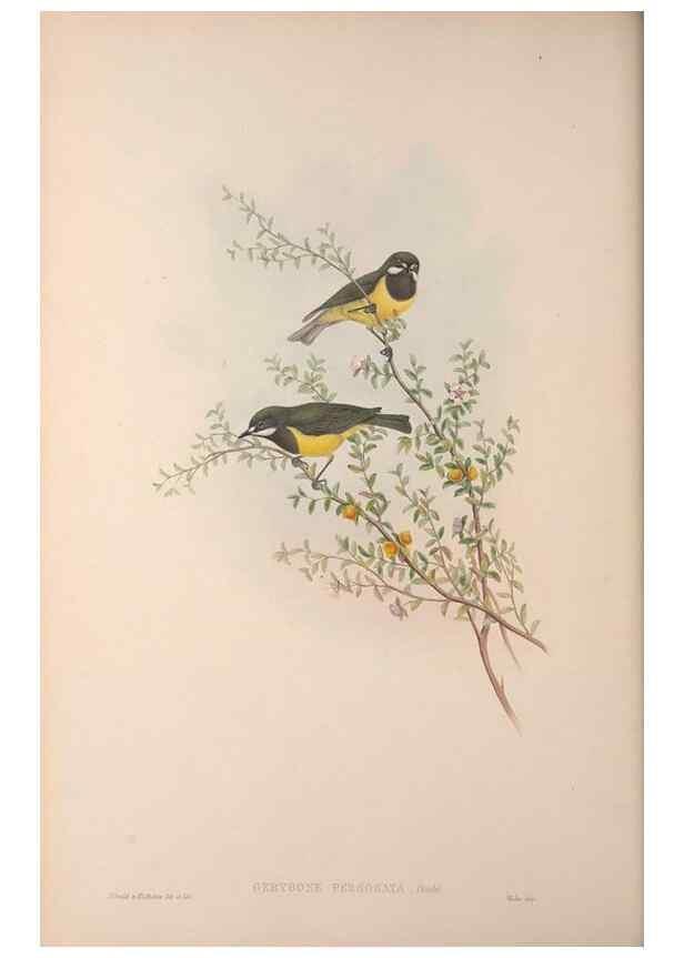 Reproducción/Reproduction 36823576916: The birds of Australia, supplement /. London :Printed by Taylor and Francis ... published by the author ...,[1851]-1869.