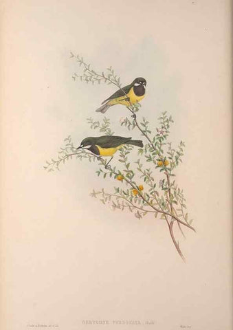 Reproducción/Reproduction 36823576916: The birds of Australia, supplement /. London :Printed by Taylor and Francis ... published by the author ...,[1851]-1869.