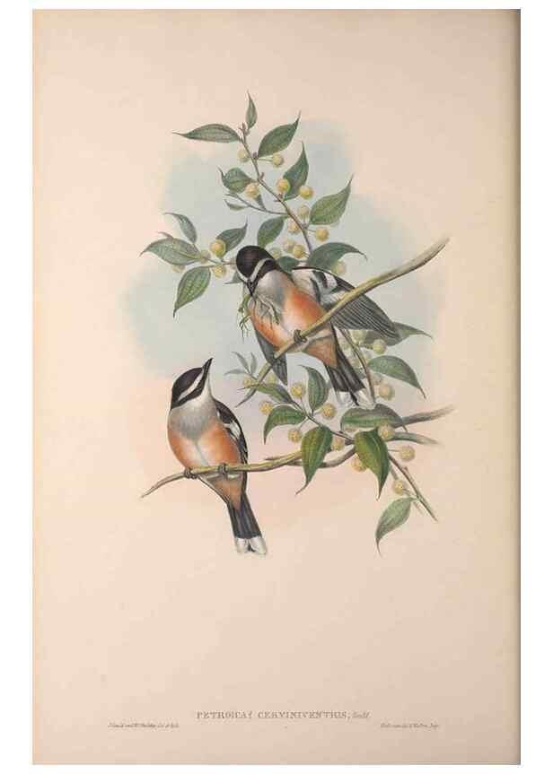 Reproducción/Reproduction 36840763012: The birds of Australia, supplement /. London :Printed by Taylor and Francis ... published by the author ...,[1851]-1869.