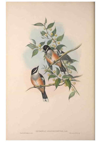 Reproducción/Reproduction 36840763012: The birds of Australia, supplement /. London :Printed by Taylor and Francis ... published by the author ...,[1851]-1869.