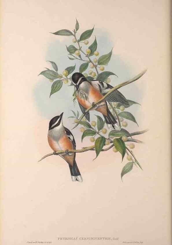 Reproducción/Reproduction 36840763012: The birds of Australia, supplement /. London :Printed by Taylor and Francis ... published by the author ...,[1851]-1869.