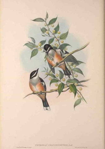 Reproducción/Reproduction 36840763012: The birds of Australia, supplement /. London :Printed by Taylor and Francis ... published by the author ...,[1851]-1869.