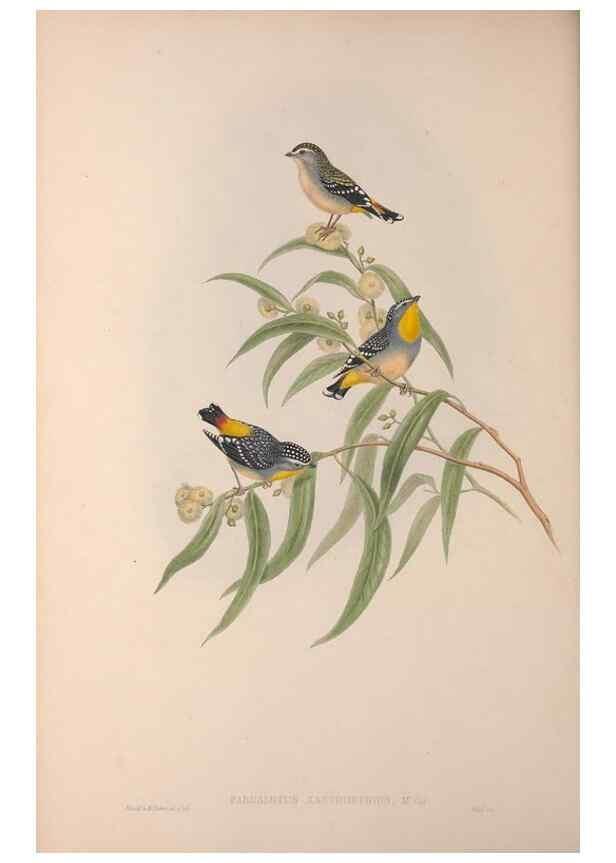 Reproducción/Reproduction 36823550796: The birds of Australia, supplement /. London :Printed by Taylor and Francis ... published by the author ...,[1851]-1869.