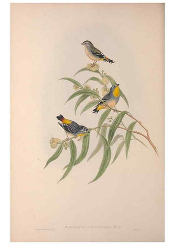 Reproducción/Reproduction 36823550796: The birds of Australia, supplement /. London :Printed by Taylor and Francis ... published by the author ...,[1851]-1869.