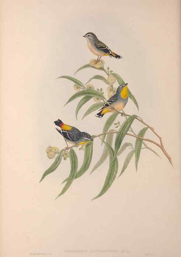 Reproducción/Reproduction 36823550796: The birds of Australia, supplement /. London :Printed by Taylor and Francis ... published by the author ...,[1851]-1869.