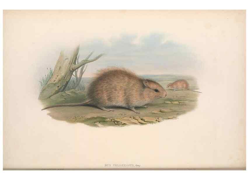 Reproducción/Reproduction 36816288631: The mammals of Australia.. London,Printed by Taylor and Francis, pub. by the author,1863.