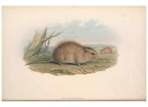 Reproducción/Reproduction 36816288631: The mammals of Australia.. London,Printed by Taylor and Francis, pub. by the author,1863.