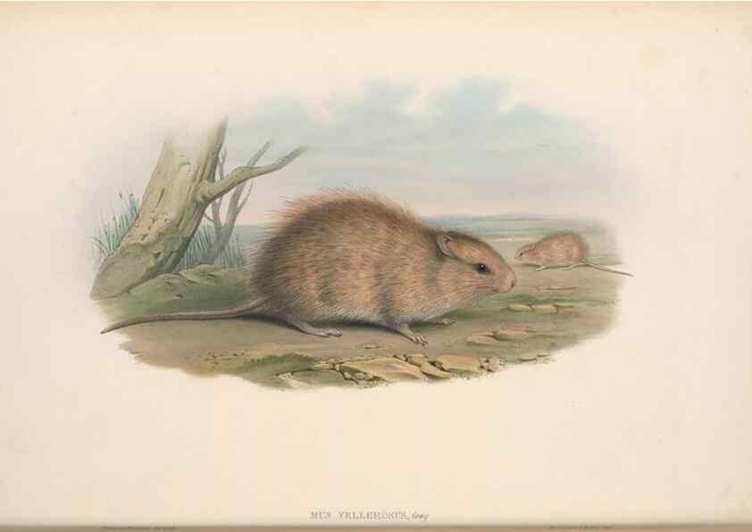 Reproducción/Reproduction 36816288631: The mammals of Australia.. London,Printed by Taylor and Francis, pub. by the author,1863.
