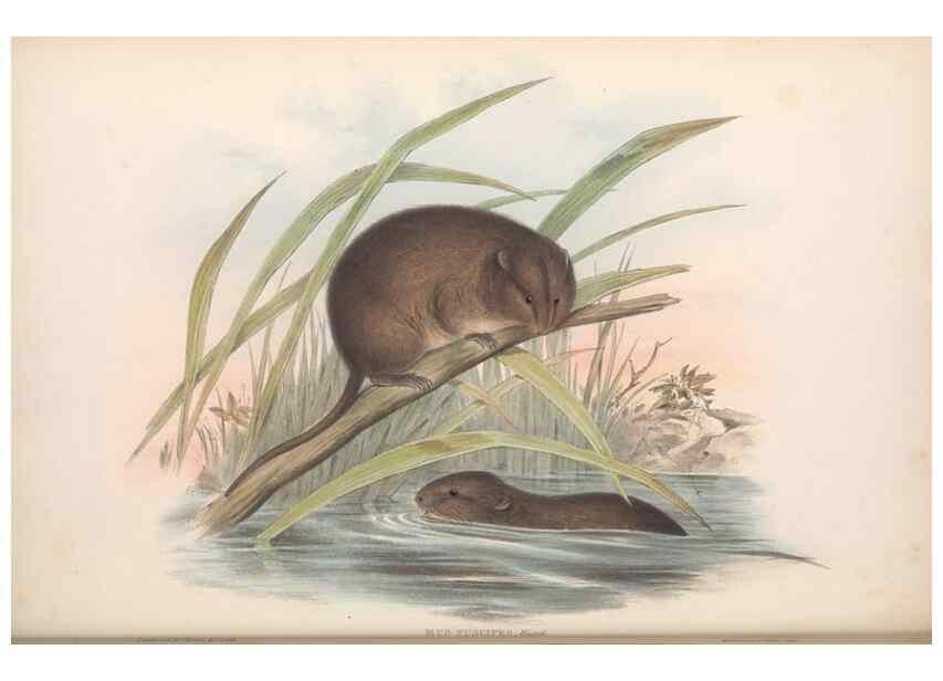 Reproducción/Reproduction 36816286101: The mammals of Australia.. London,Printed by Taylor and Francis, pub. by the author,1863.
