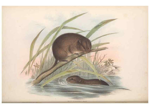 Reproducción/Reproduction 36816286101: The mammals of Australia.. London,Printed by Taylor and Francis, pub. by the author,1863.