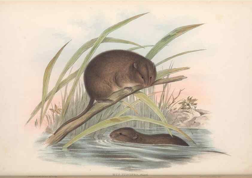 Reproducción/Reproduction 36816286101: The mammals of Australia.. London,Printed by Taylor and Francis, pub. by the author,1863.