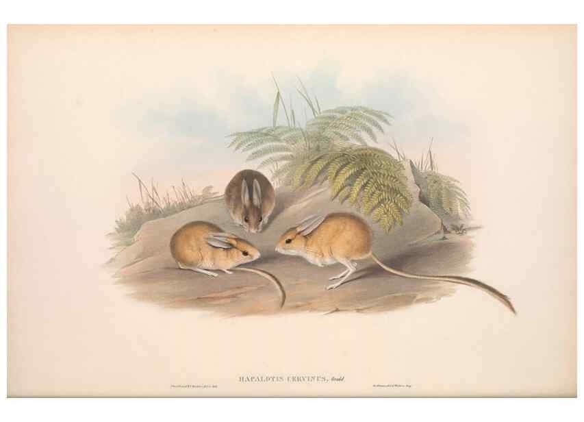 Reproducción/Reproduction 36559657430: The mammals of Australia.. London,Printed by Taylor and Francis, pub. by the author,1863.