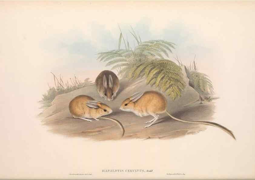 Reproducción/Reproduction 36559657430: The mammals of Australia.. London,Printed by Taylor and Francis, pub. by the author,1863.