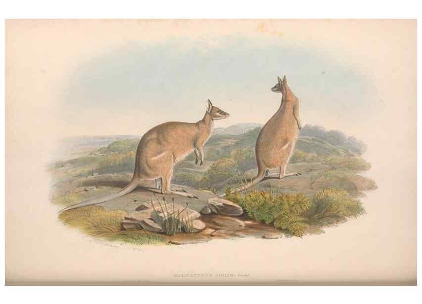 Reproducción/Reproduction 36559167100: The mammals of Australia.. London,Printed by Taylor and Francis, pub. by the author,1863.