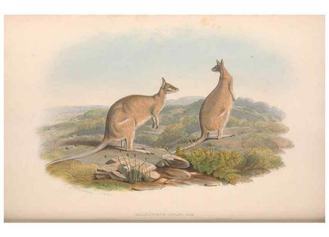 Reproducción/Reproduction 36559167100: The mammals of Australia.. London,Printed by Taylor and Francis, pub. by the author,1863.