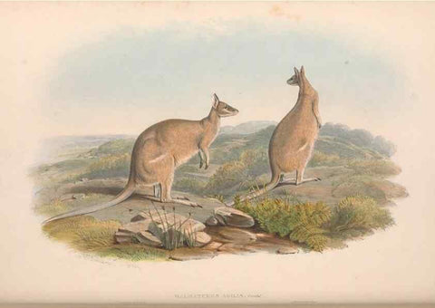Reproducción/Reproduction 36559167100: The mammals of Australia.. London,Printed by Taylor and Francis, pub. by the author,1863.