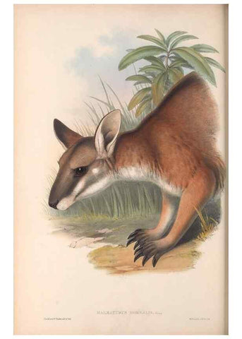 Reproducción/Reproduction 36559169890: The mammals of Australia.. London,Printed by Taylor and Francis, pub. by the author,1863.