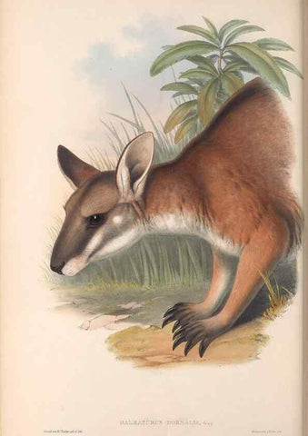 Reproducción/Reproduction 36559169890: The mammals of Australia.. London,Printed by Taylor and Francis, pub. by the author,1863.