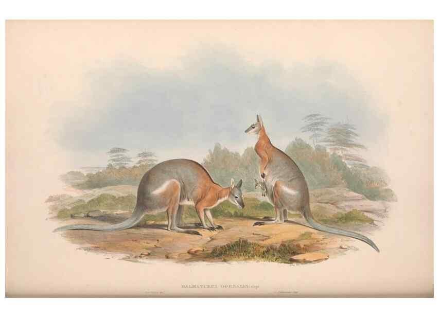 Reproducción/Reproduction 36559172100: The mammals of Australia.. London,Printed by Taylor and Francis, pub. by the author,1863.
