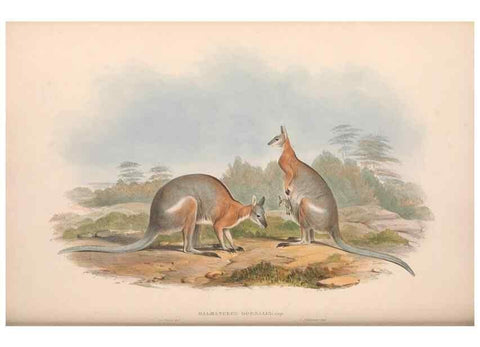 Reproducción/Reproduction 36559172100: The mammals of Australia.. London,Printed by Taylor and Francis, pub. by the author,1863.