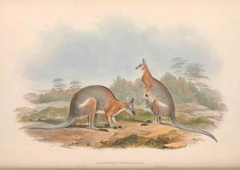 Reproducción/Reproduction 36559172100: The mammals of Australia.. London,Printed by Taylor and Francis, pub. by the author,1863.