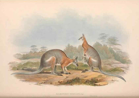 Reproducción/Reproduction 36559172100: The mammals of Australia.. London,Printed by Taylor and Francis, pub. by the author,1863.