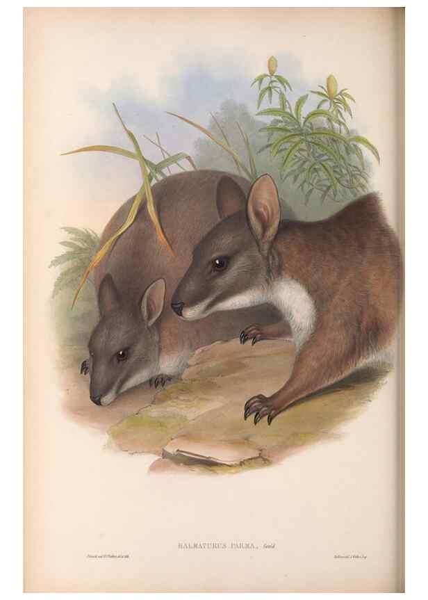 Reproducción/Reproduction 36559174360: The mammals of Australia.. London,Printed by Taylor and Francis, pub. by the author,1863.