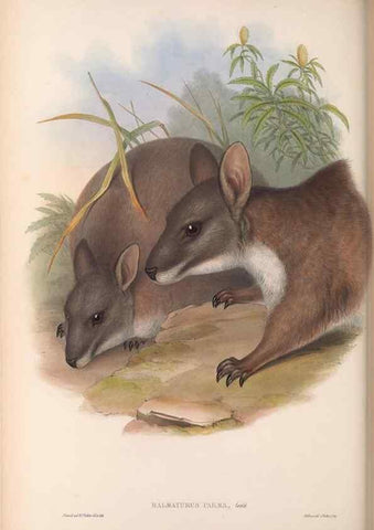 Reproducción/Reproduction 36559174360: The mammals of Australia.. London,Printed by Taylor and Francis, pub. by the author,1863.
