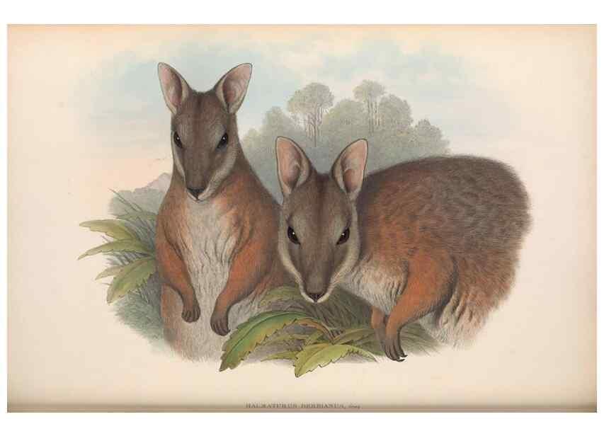Reproducción/Reproduction 36815797361: The mammals of Australia.. London,Printed by Taylor and Francis, pub. by the author,1863.