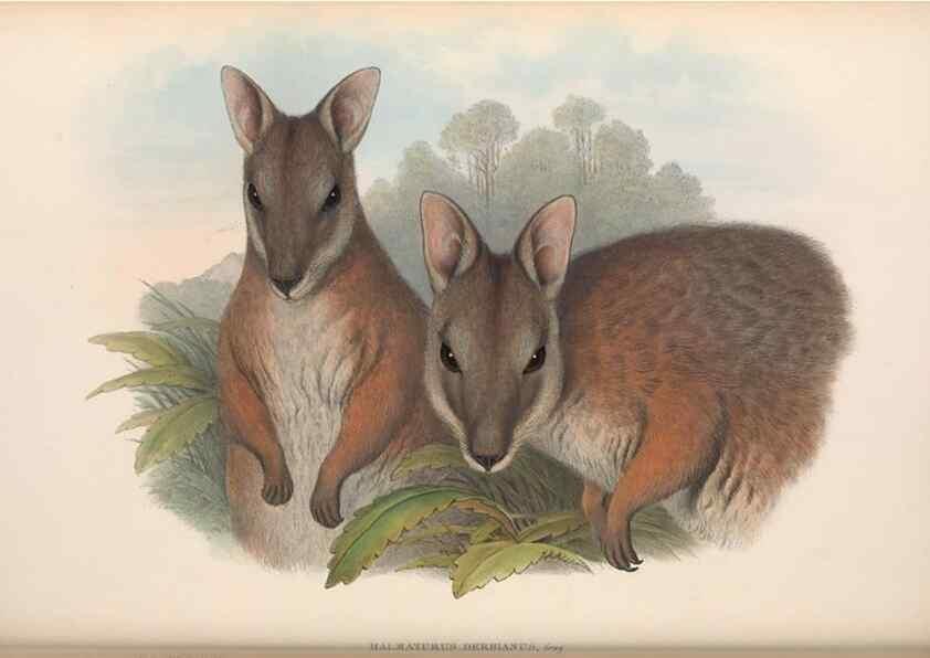 Reproducción/Reproduction 36815797361: The mammals of Australia.. London,Printed by Taylor and Francis, pub. by the author,1863.
