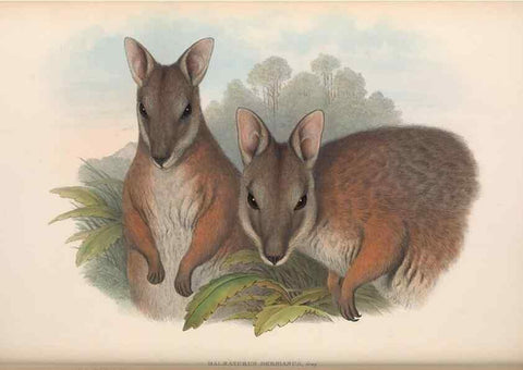 Reproducción/Reproduction 36815797361: The mammals of Australia.. London,Printed by Taylor and Francis, pub. by the author,1863.