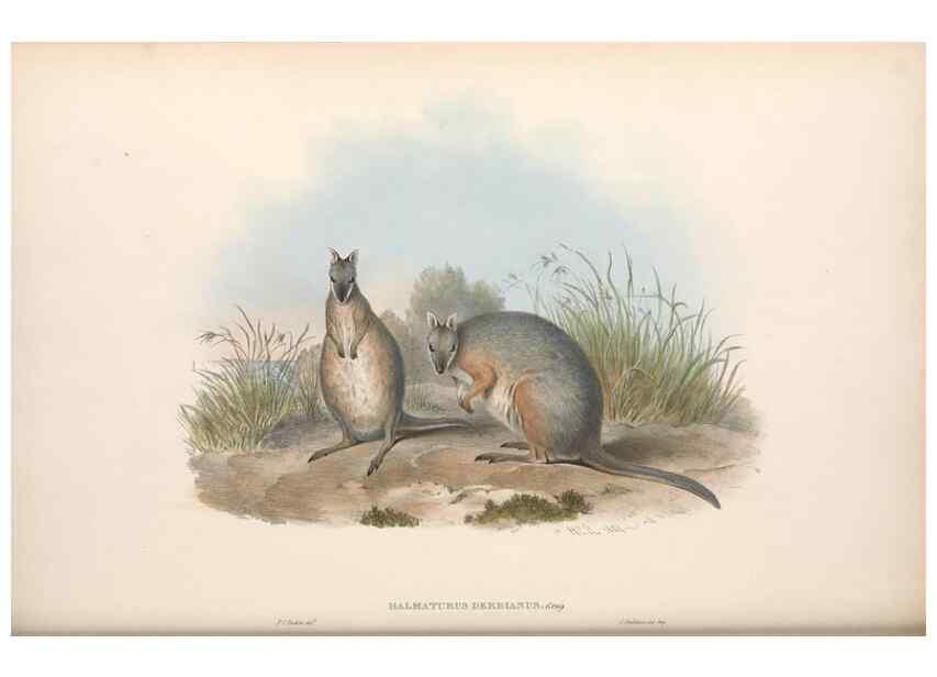 Reproducción/Reproduction 36815799111: The mammals of Australia.. London,Printed by Taylor and Francis, pub. by the author,1863.