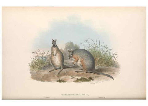 Reproducción/Reproduction 36815799111: The mammals of Australia.. London,Printed by Taylor and Francis, pub. by the author,1863.