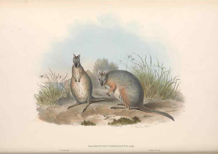 Reproducción/Reproduction 36815799111: The mammals of Australia.. London,Printed by Taylor and Francis, pub. by the author,1863.