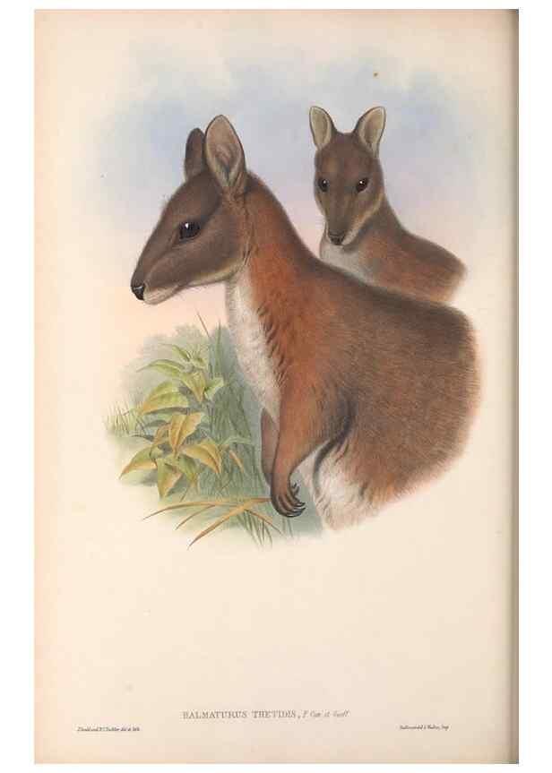 Reproducción/Reproduction 36815800881: The mammals of Australia.. London,Printed by Taylor and Francis, pub. by the author,1863.