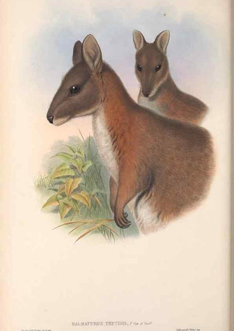 Reproducción/Reproduction 36815800881: The mammals of Australia.. London,Printed by Taylor and Francis, pub. by the author,1863.