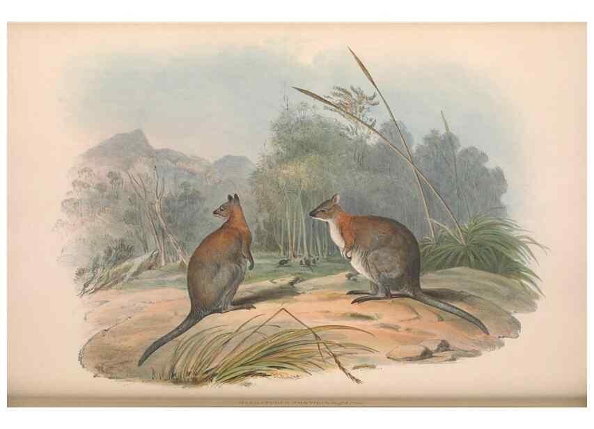 Reproducción/Reproduction 36815802641: The mammals of Australia.. London,Printed by Taylor and Francis, pub. by the author,1863.
