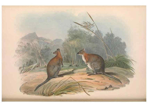 Reproducción/Reproduction 36815802641: The mammals of Australia.. London,Printed by Taylor and Francis, pub. by the author,1863.