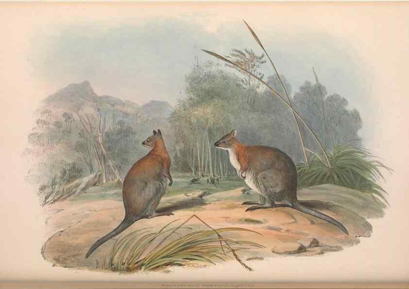 Reproducción/Reproduction 36815802641: The mammals of Australia.. London,Printed by Taylor and Francis, pub. by the author,1863.