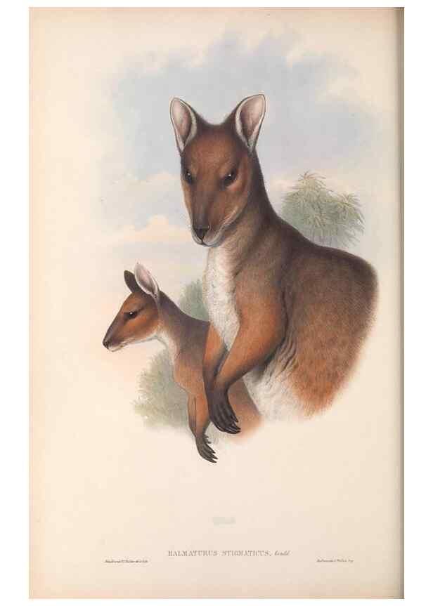 Reproducción/Reproduction 36815804251: The mammals of Australia.. London,Printed by Taylor and Francis, pub. by the author,1863.