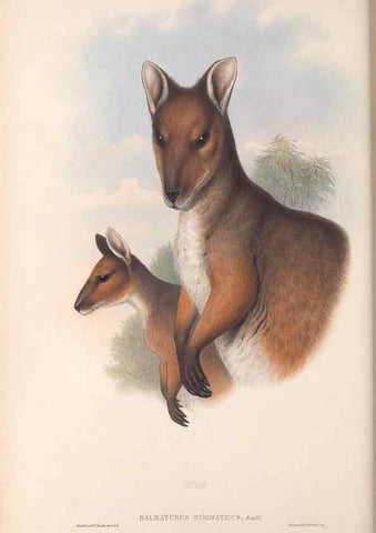 Reproducción/Reproduction 36815804251: The mammals of Australia.. London,Printed by Taylor and Francis, pub. by the author,1863.