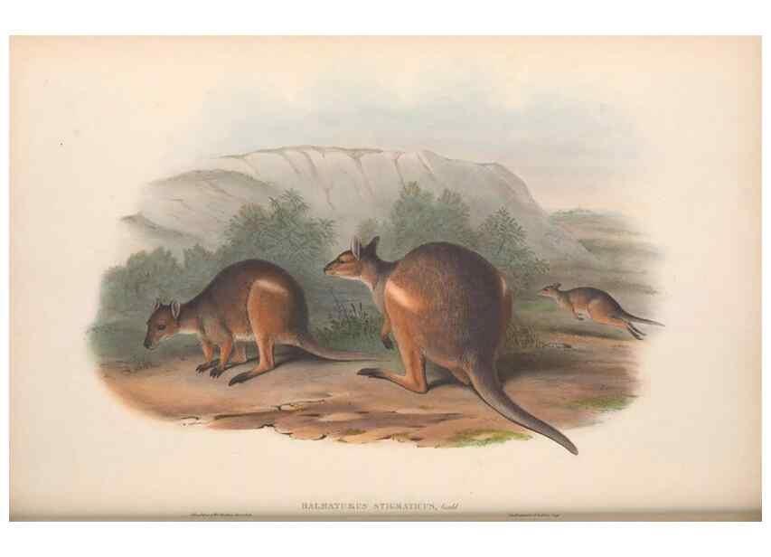 Reproducción/Reproduction 36120952624: The mammals of Australia.. London,Printed by Taylor and Francis, pub. by the author,1863.