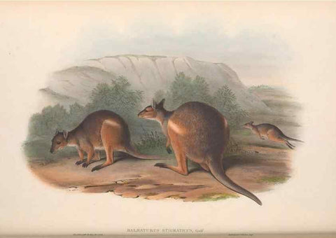 Reproducción/Reproduction 36120952624: The mammals of Australia.. London,Printed by Taylor and Francis, pub. by the author,1863.