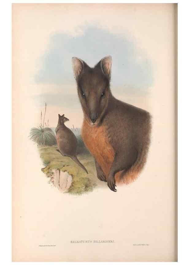 Reproducción/Reproduction 36120954374: The mammals of Australia.. London,Printed by Taylor and Francis, pub. by the author,1863.