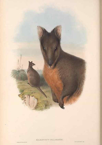 Reproducción/Reproduction 36120954374: The mammals of Australia.. London,Printed by Taylor and Francis, pub. by the author,1863.