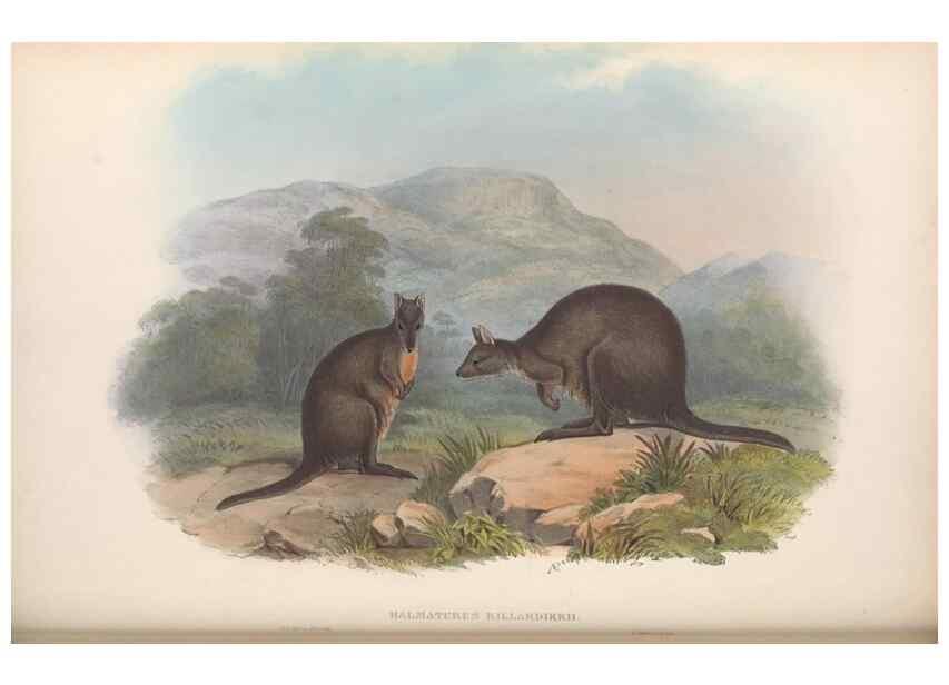 Reproducción/Reproduction 36559190880: The mammals of Australia.. London,Printed by Taylor and Francis, pub. by the author,1863.